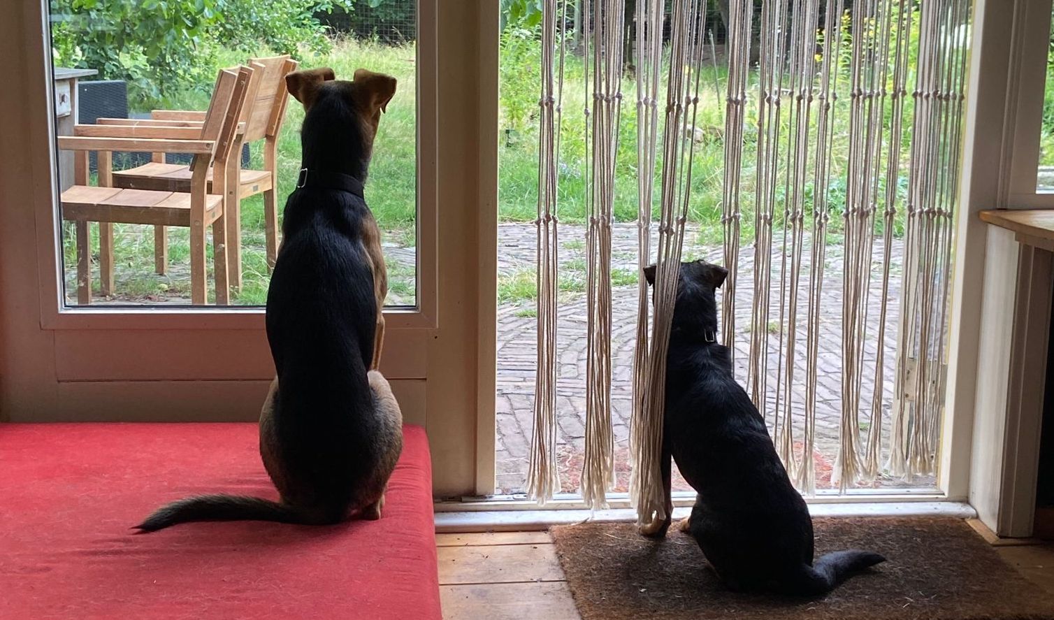 Twee hondjes die naar buiten kijken